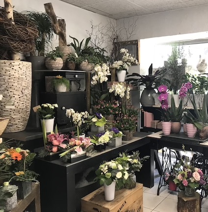 Point du jour fleurs orchidées